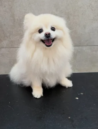 Lulu da Pomerânia branco antes do banho, com o pelo comprido e desalinhado