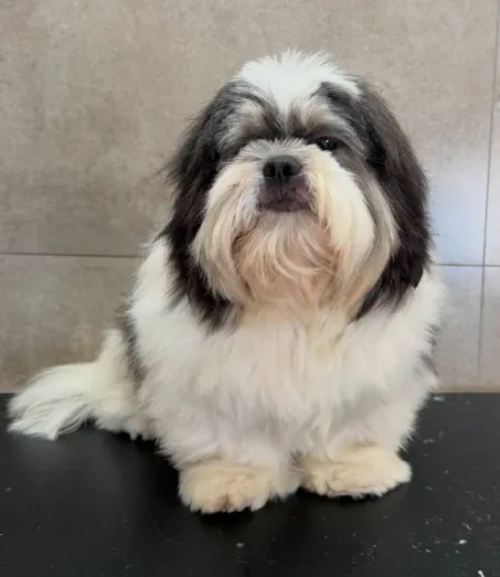 Shih Tzu preto e branco antes da tosa, com o pelo cobrindo os olhos