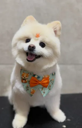 O mesmo Lulu da Pomerânia depois da tosa, com pelo aparado, bandana e gravata borboleta