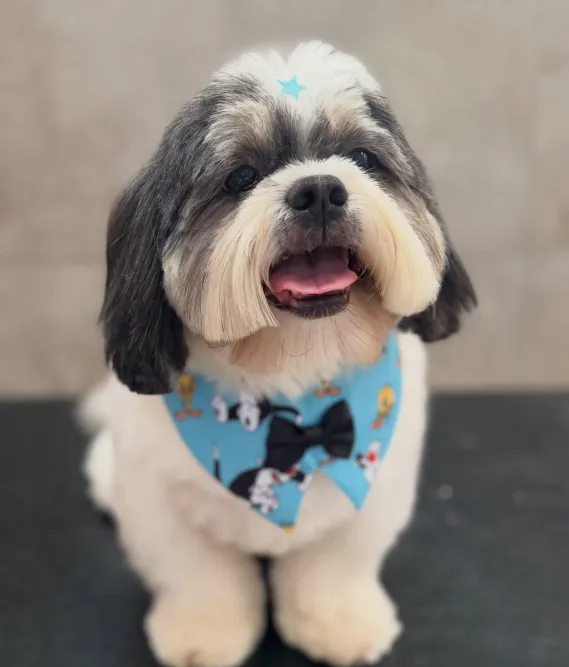 O mesmo Shih Tzu depois da tosa, com franja aparada, bandana e gravata borboleta