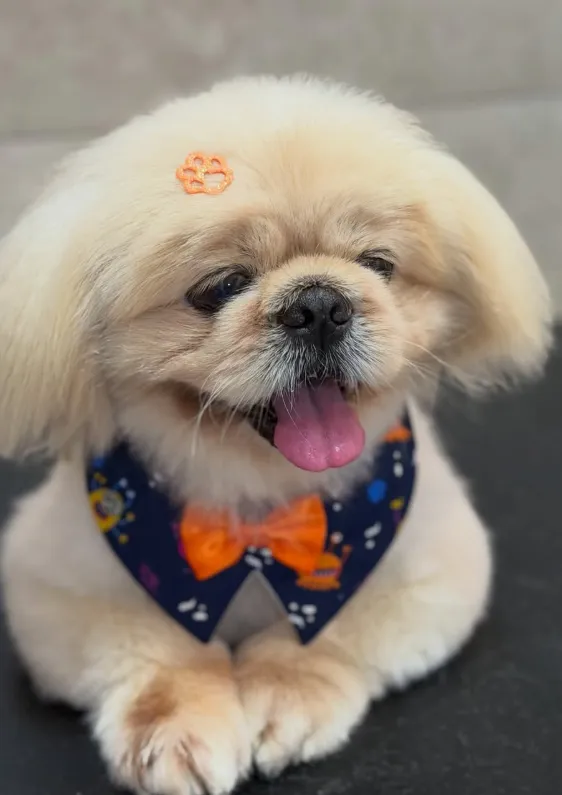 Pequinês creme recém-tosado, de bandana e gravata borboleta, após banho e tosa na Estética Veterinária